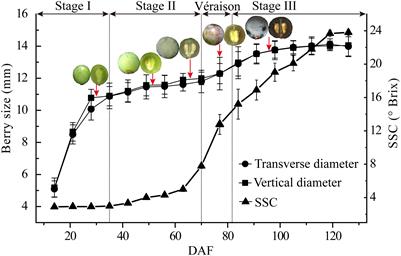 Quantitative Proteome Analysis Reveals Changes in the Protein Landscape During Grape Berry Development With a Focus on Vacuolar Transport Proteins